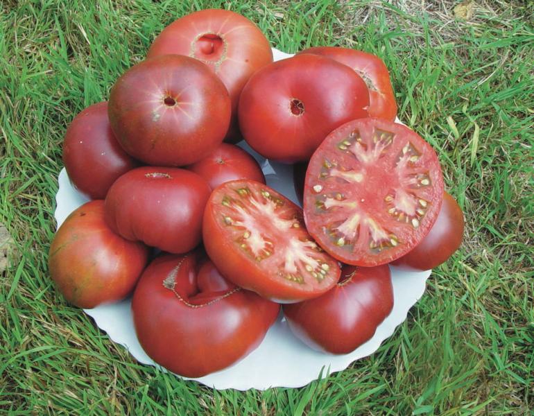 BLACK FROM TULA Russian Beefsteak tomato 20 seeds